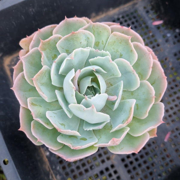 *GLGhybrid(1-412) Echeveria shaviana hime hybrid 沙维娜杂