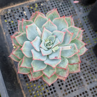 *GLGhybrid(1-414) Echeveria shaviana hime hybrid 沙维娜杂