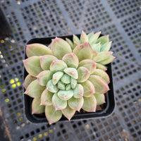 *GLGhybrid(1-417) Pachyphytum compactum hybrid 千代田之松杂