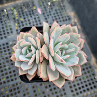 *GLGhybrid(1-419)  Echeveria Laulensis hybrid 劳伦斯杂