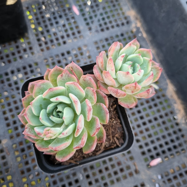 *GLGhybrid(1-420) Echeveria Sierra hybrid 爱斯诺杂