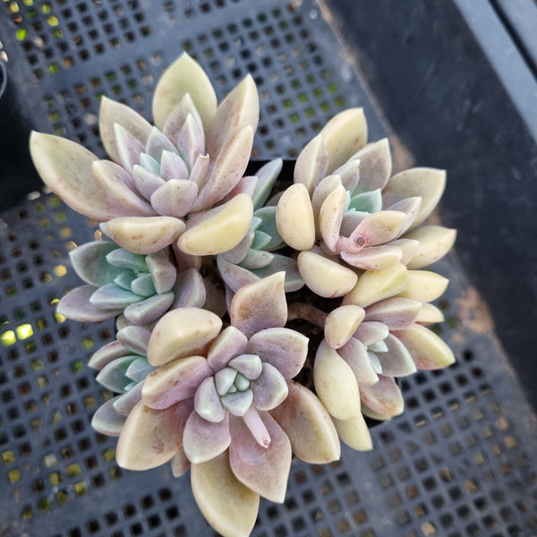 *GLGhybrid(1-421) Graptopetalum Mendozae X Brown Sugar 丸姬杂红糖