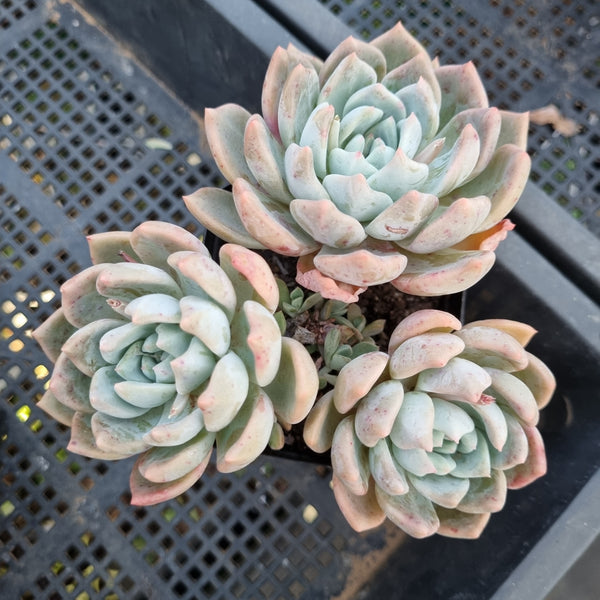 *GLGhybrid(1-422) Graptopetalum Mendozae X Echeveria Blue Bird 丸姬杂粉蓝鸟