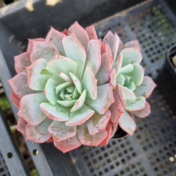 *GLGhybrid(1-423)  Echeveria Laulensis hybrid 劳伦斯杂