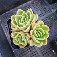 *GLGhybrid(1-424)  Echeveria Agavoides hybrid 东云杂