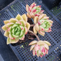 *GLGhybrid(1-425)  Echeveria Agavoides hybrid 东云杂