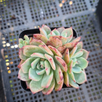 *GLGhybrid(1-427) Echeveria Laulensis hybrid 劳伦斯杂