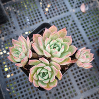 *GLGhybrid(1-428) Echeveria Bradburiana hybrid 火焰杯杂