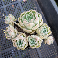 *GLGhybrid(1-430) Echeveria Mexico Minima hybrid 墨姬杂