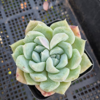 *GLGhybrid(1-431) Echeveria Elegans 'Alba' hybrid 白月影杂