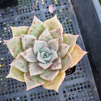 *GLGhybrid(1-432) Echeveria agavoides Ebony hybrid 乌木杂