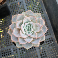 *GLGhybrid(1-433) Echeveria Laulensis hybrid 劳伦斯杂