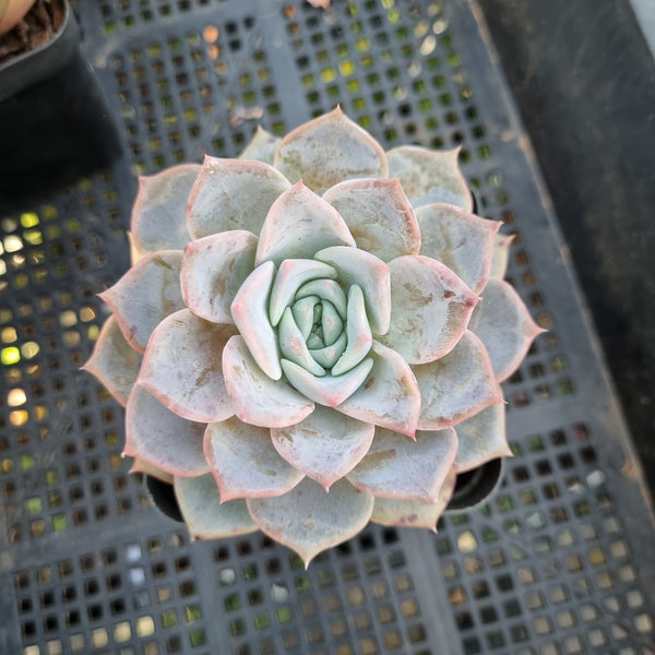 *GLGhybrid(1-433) Echeveria Laulensis hybrid 劳伦斯杂