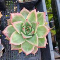 *GLGhybrid(1-436) Echeveria Romeo hybrid 血罗杂