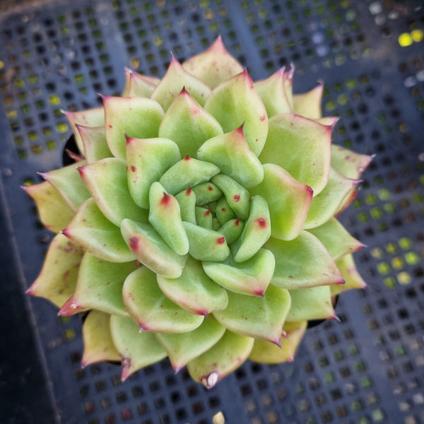 *GLGhybrid(1-437)  Echeveria agavoides Ebony hybrid 乌木杂