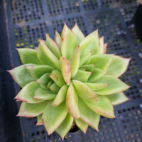 *GLGhybrid(1-438)  Echeveria agavoides Ebony hybrid 乌木杂