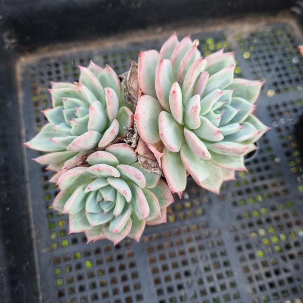 *GLGhybrid(1-439)  Echeveria Blue Bird hybrid 粉蓝鸟杂