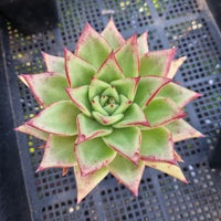 *GLGhybrid(1-440) Echeveria Agavoides Lipstick hybrid 口红杂