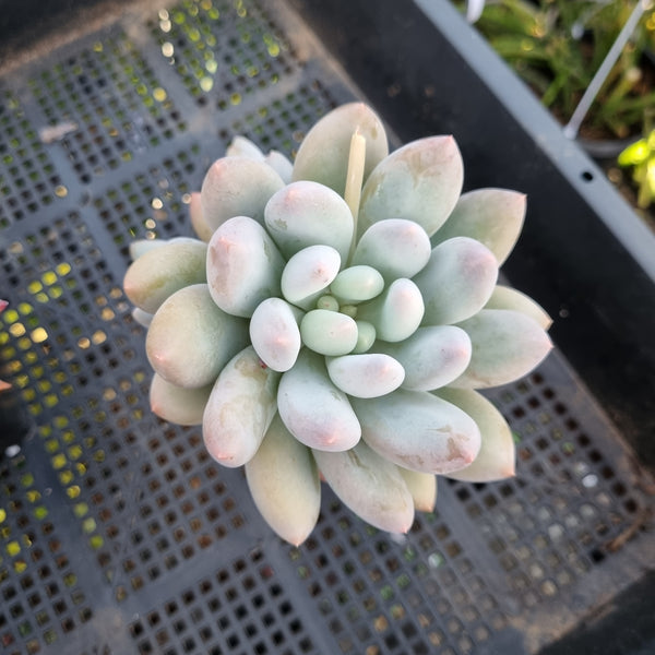 *GLGhybrid(1-441) Pachyphytum Baby Finger hybrid 婴儿手指杂