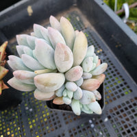 *GLGhybrid(1-441) Pachyphytum Baby Finger hybrid 婴儿手指杂