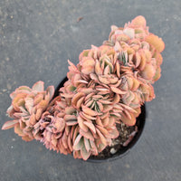 11cm pot Echeveria 'Blue Curls' Crested 蓝狐缀化