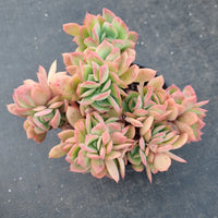 11cm pot Echeveria Low crested 绮罗缀化11cm盆