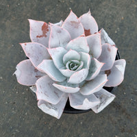 11cm pot Echeveria Cante  广寒宫11cm盆