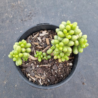 11cm pot Sedum Hernandezii 绿龟卵11cm盆