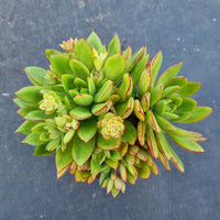 11cm pot Echeveria Agavoides sp 黄金雨11cm盆