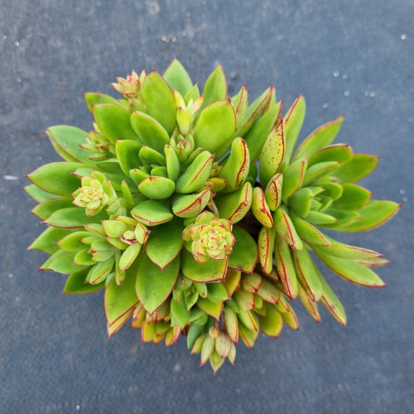 11cm pot Echeveria Agavoides sp 黄金雨11cm盆