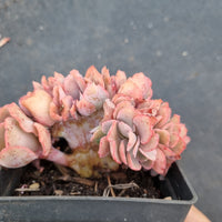 Echeveria 'Blue Curls' Crested 蓝狐缀化