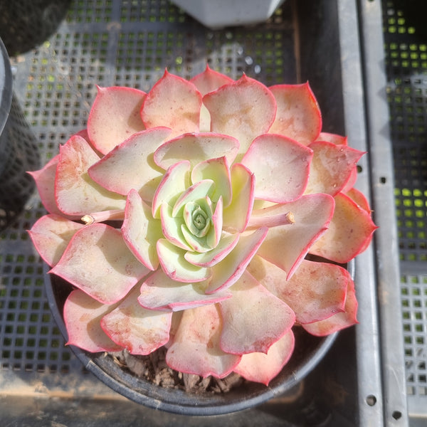 *GLGhybrid (2-447) Echeveria shaviana hime hybrid 沙维娜杂