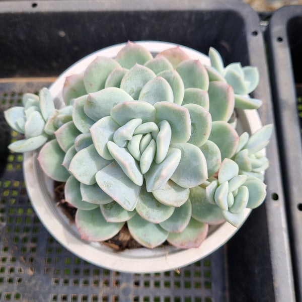 *GLGhybrid (2-446) Echeveria 'Beauty's Silhouette' 丽影