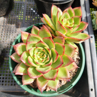 *GLGhybrid (2-443) Echeveria agavoides Ebony hybrid 乌木杂