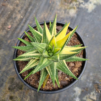 11cm pot Haworthia attenuata f. variegata