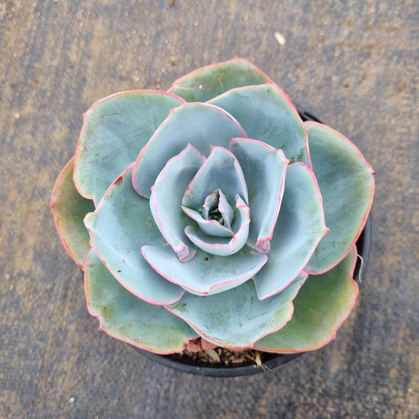 Echeveria Davinci code 达芬奇密码