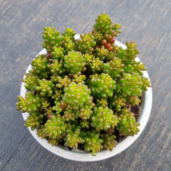 11cm pot Sedum Rubrotinctum 'Redberry' 红色浆果11cm盆