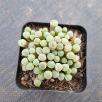 Fenestraria Rhopalophylla 'Baby toe' 五十铃玉