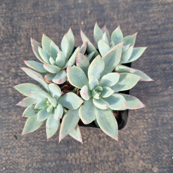 Echeveria 'Cleone' 露西