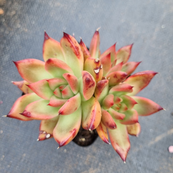 Echeveria agavoides Frank Reinelt 弗兰克小群