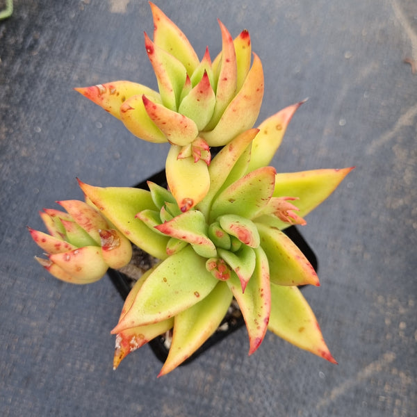 Echeveria Agavoides Martin's