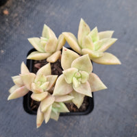 Echeveria Citrina 黄金表丽娜