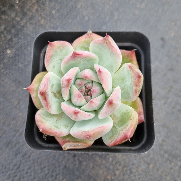 Echeveria Colorata 卡罗拉