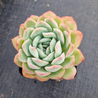 Echeveria ‘Suryeon’ 莎莎女王