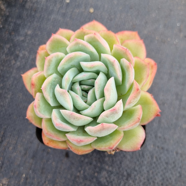 Echeveria ‘Suryeon’ 莎莎女王