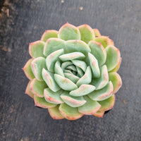 Echeveria ‘Suryeon’ 莎莎女王