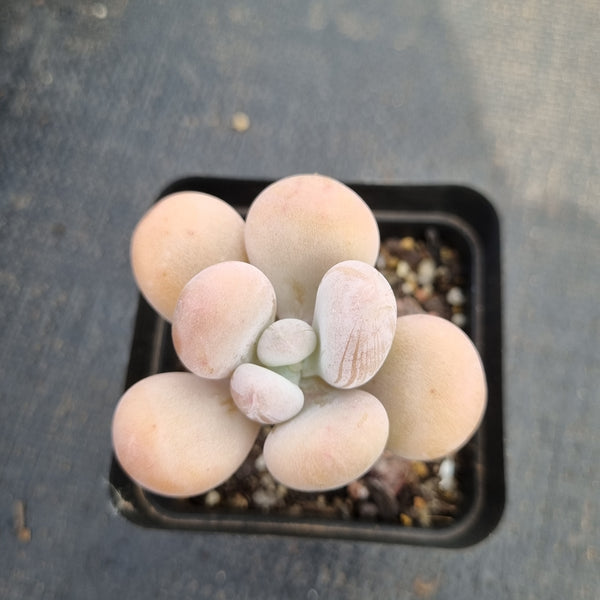 Pachyphytum sp. 白美人