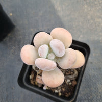 Pachyphytum sp. 白美人