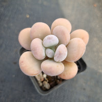 Pachyphytum sp. 白美人