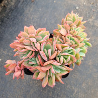 Echeveria Low 绮罗